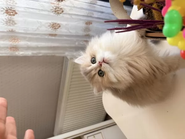British Longhair Erkek Yavru