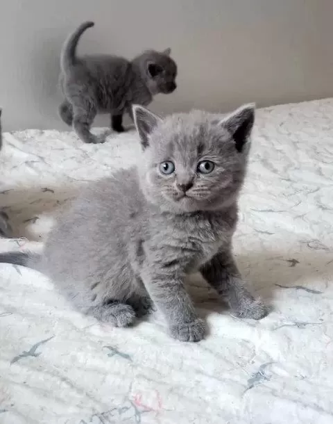 İrk Ve Sağlik Garantili British Shorthair