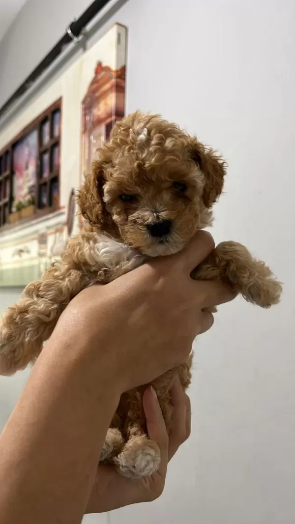 5 Adet Dişi Erkek Poodle