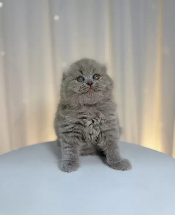 Dünyalar Tatlısı Safkan Yavru Kedilerimiz