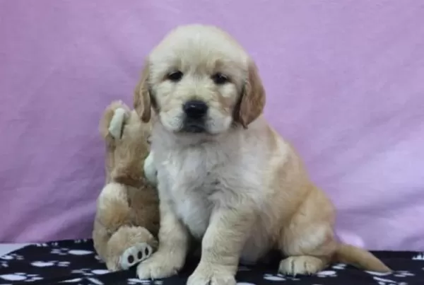 Ev Ve Bahçeniz İçin Golden Kapıda Ödeme Mevcuttur