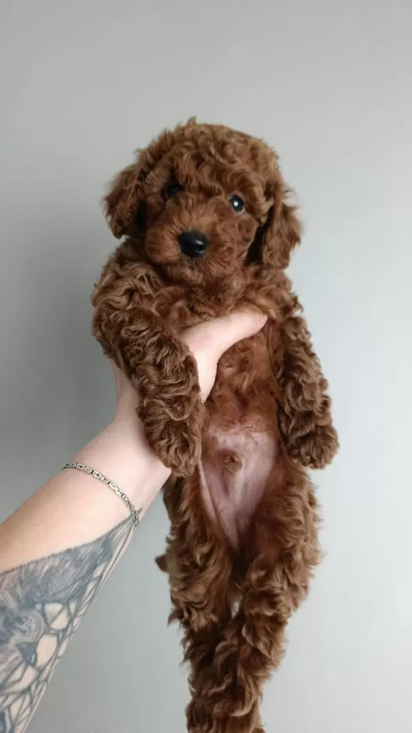Orjinal Toy Poodle Yavrular Eskişehir