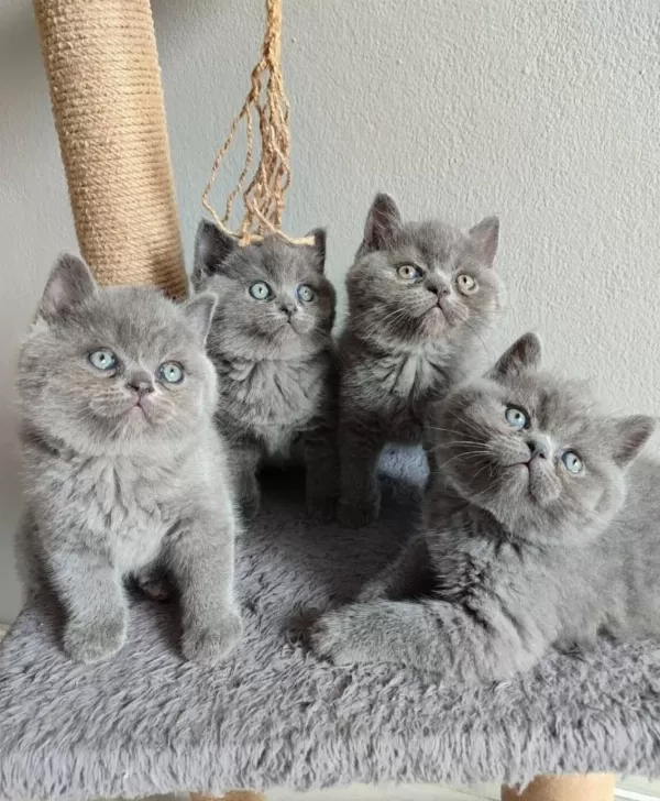 Ayı Surat British Shorthair Yavrularımız