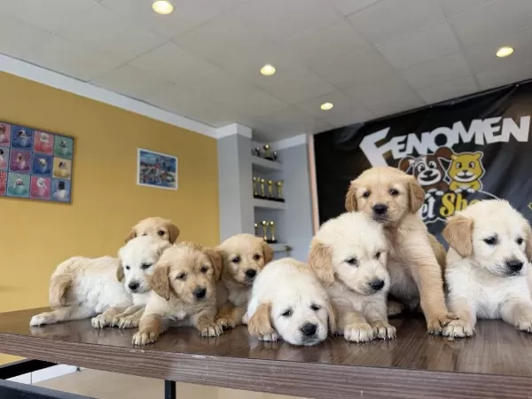 Orjinal Golden Retriewer Yavrulr Safkan Belgeli Ankara