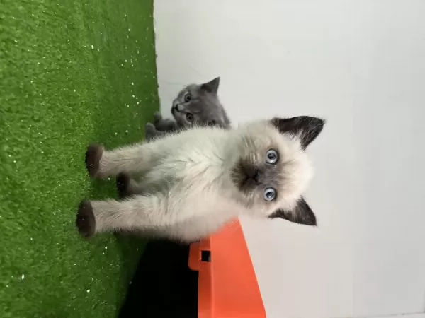 İrk Garantili Silver Tabby British Shorthair Yavru