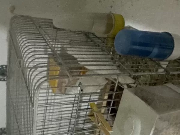 Yavru Sultanlar Albino Ve Lutino