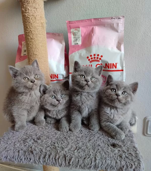 Panda Surat British Shorthair Yavrularımız
