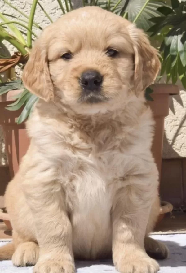 Golden Retriever Köpeğimiz Safkan