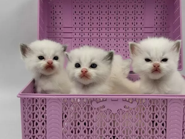 Şampiyon Kan Hatlarından Safkan Ragdoll Bebekleri!
