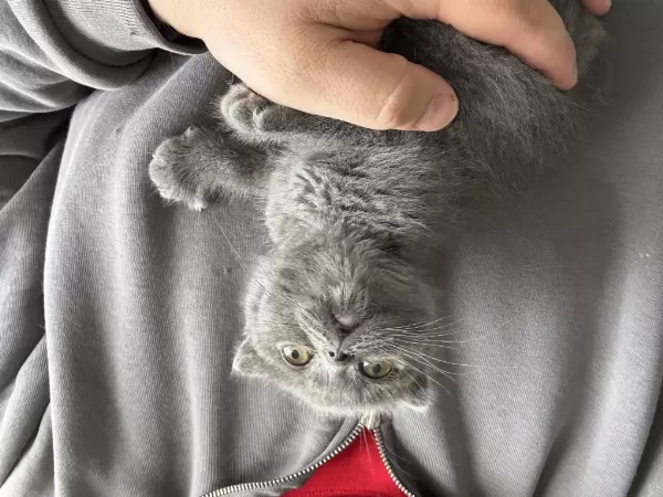 İrk Garantili Scottish Fold