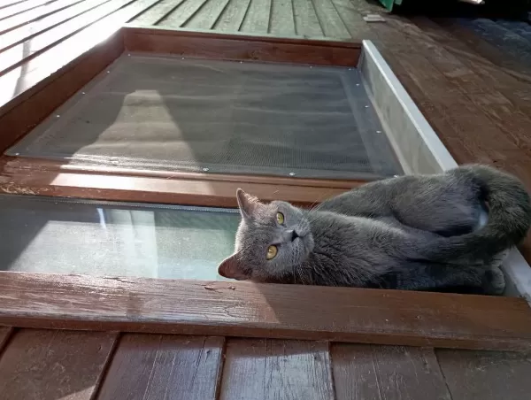 Ücretsiz Sahiplendirilecek British Shorthair