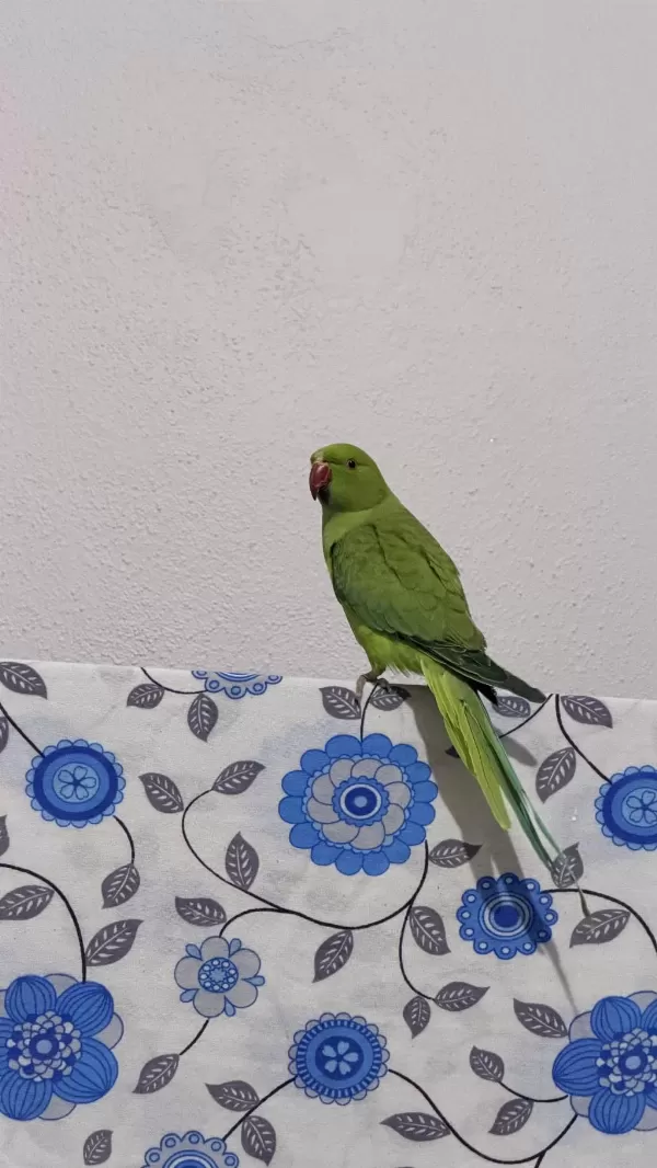 Pakistan Papağanı 9 Aylık Erkek