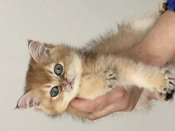 British Shorthair Golden Kedimiz