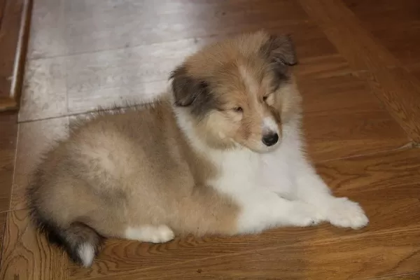 Rough Collie ( Lessie ) Yavrulari