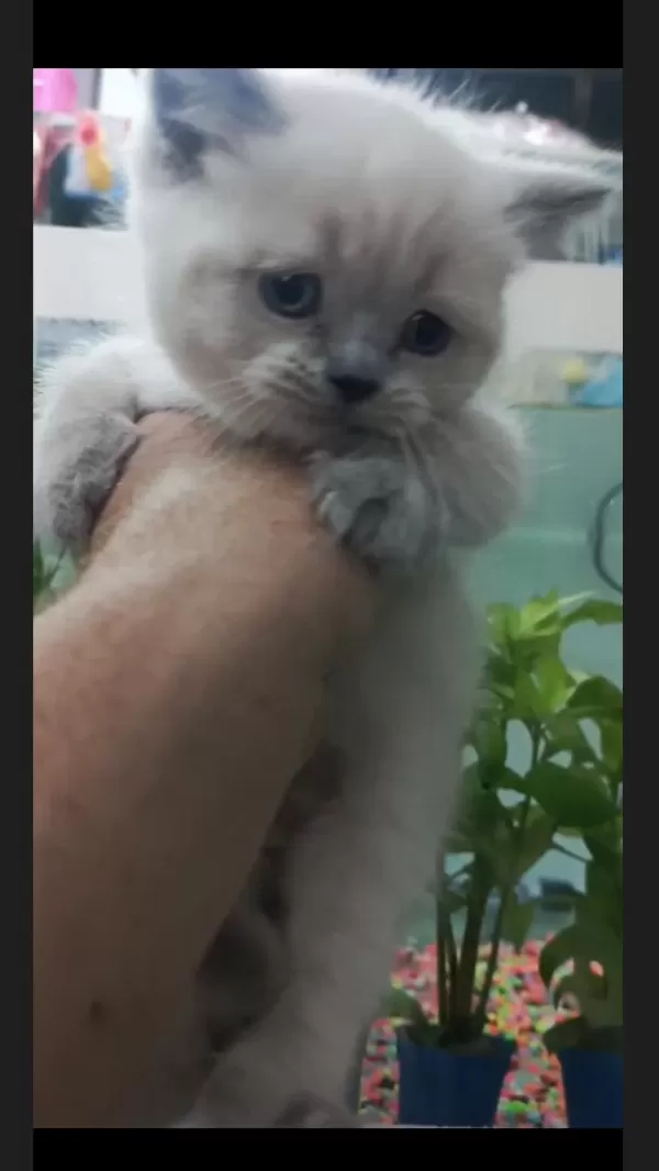 British Shorthair Blue Point