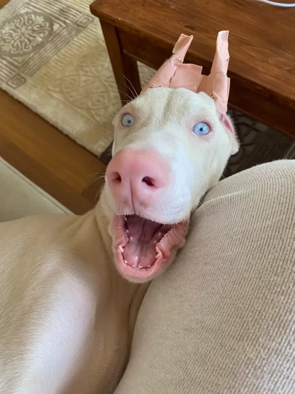Albino Doberman Estetikli Aşilari Yapili