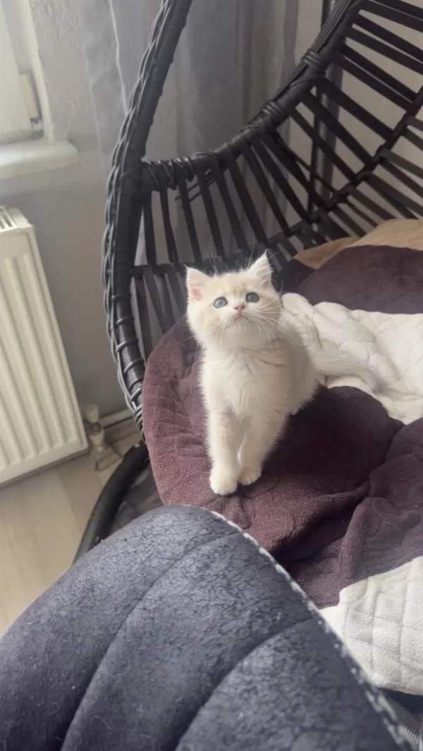 Golden Gerçek Saf Kan British Shorthair