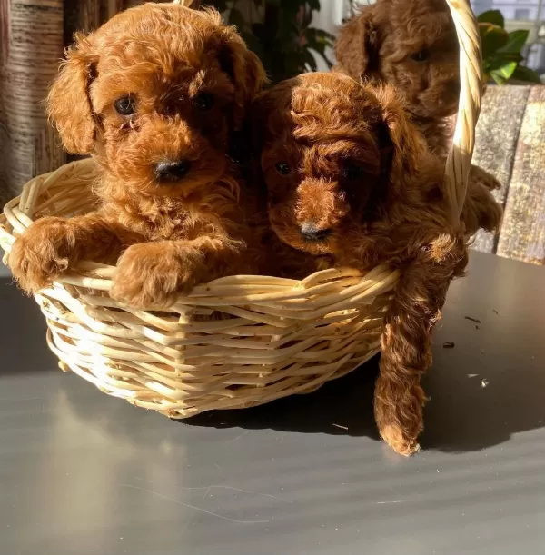 Kilo Garantili Poodle Yavrular