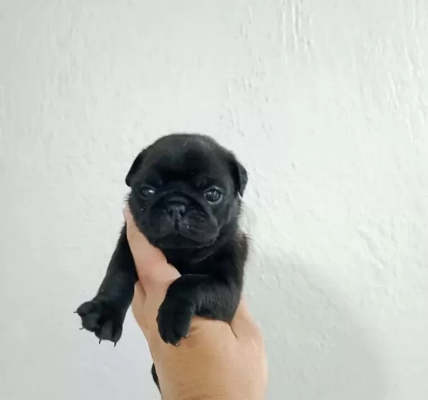 Safkan Pug Mops Yavrular İrk Sağlık Garantili