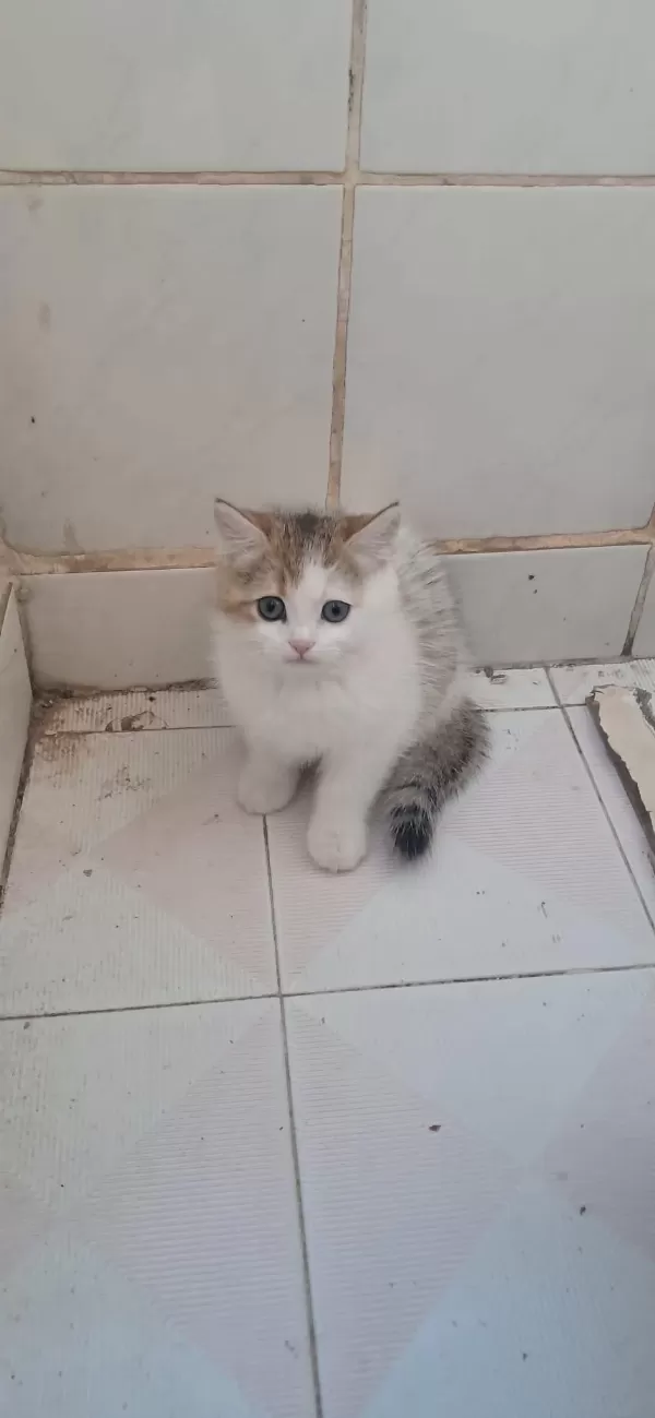Kedimiz İçin Açiklamayi Okumadan Yazmayin