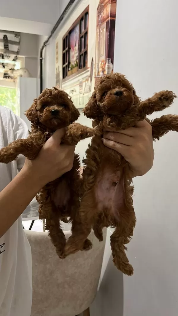 5 Adet Dişi Erkek Poodle