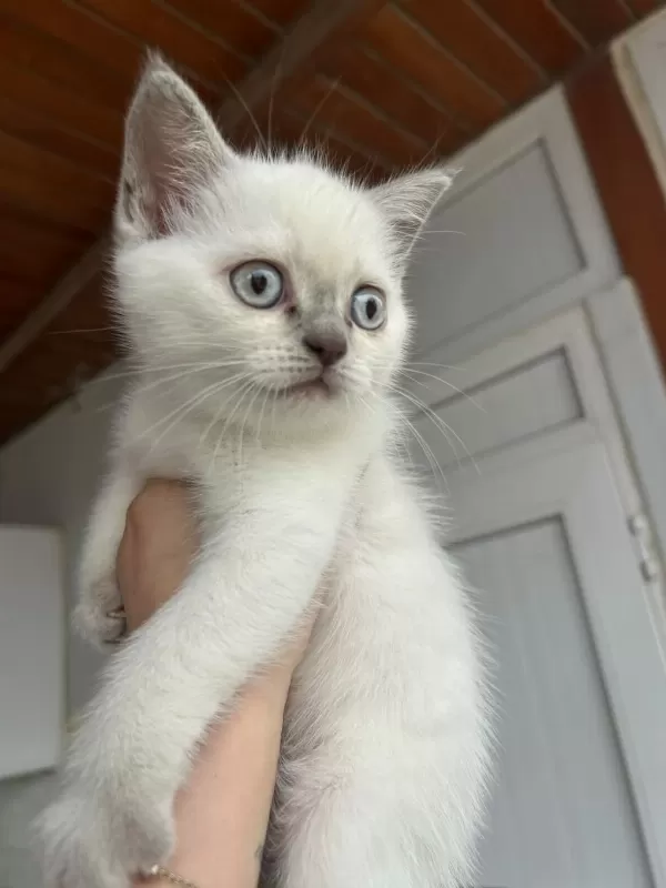 Çok Uyguna 2.5 Aylık British Shorthair Yavrular