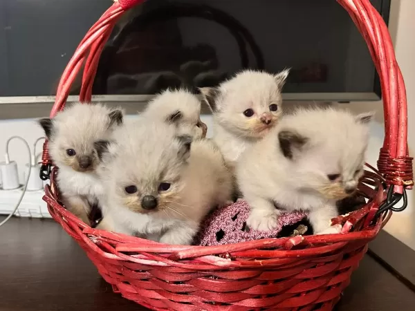 Şecere Garantili Anne Ve Baba Şampiyon Hatlardan Kediler