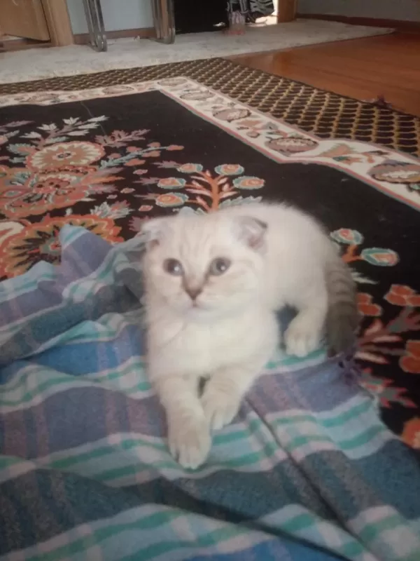 Beyaz Kirik Kulak Kedimiz Year Sahïbïnï Beklïyor