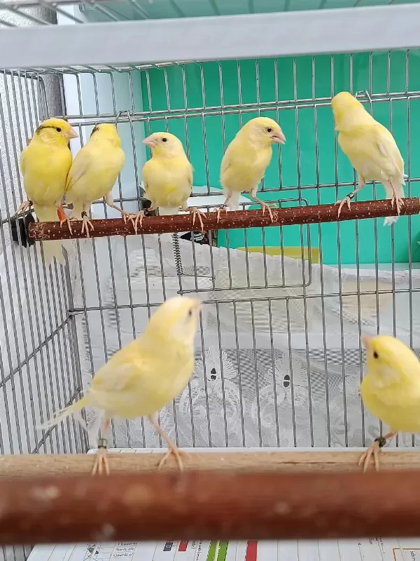 Manılua Kanaryalarımız