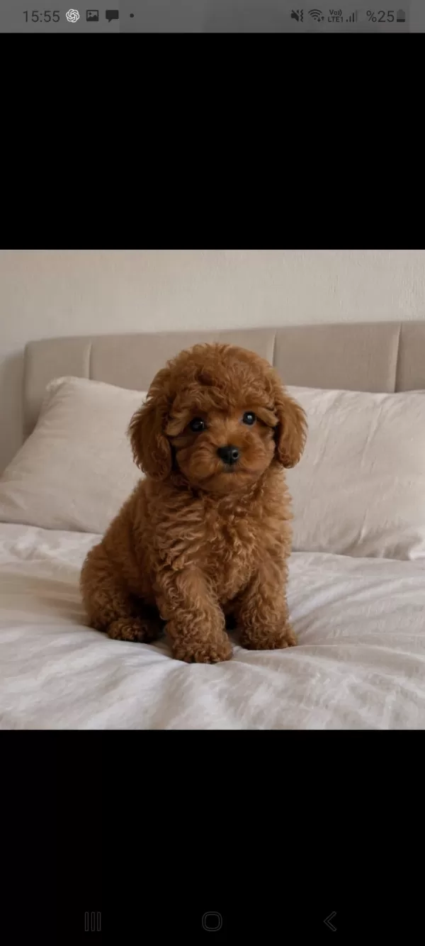 Sağlıklı Poodle Yakişiklimiz