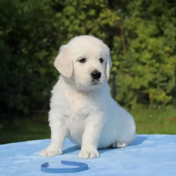 Golden Retriever Yavrular İçin Ulaşabilirsiniz