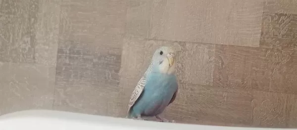 Muhabbet Kuşu Rainbow 5 Aylık