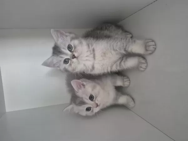 2 Aylık British Shorthair