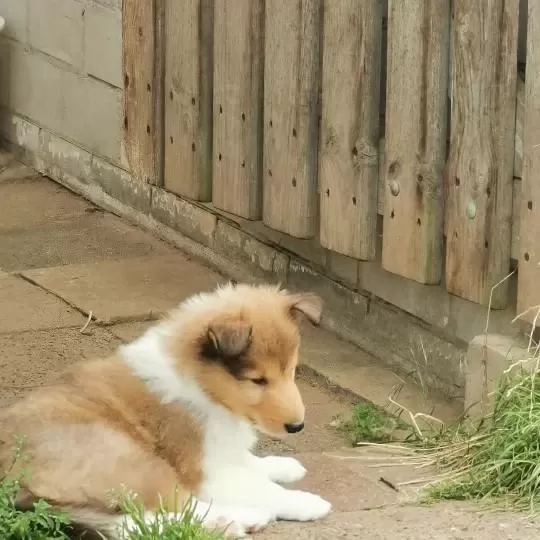 Rough Collie ( Lessie ) Yavrulari