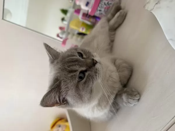 Dişi British Shorthair
