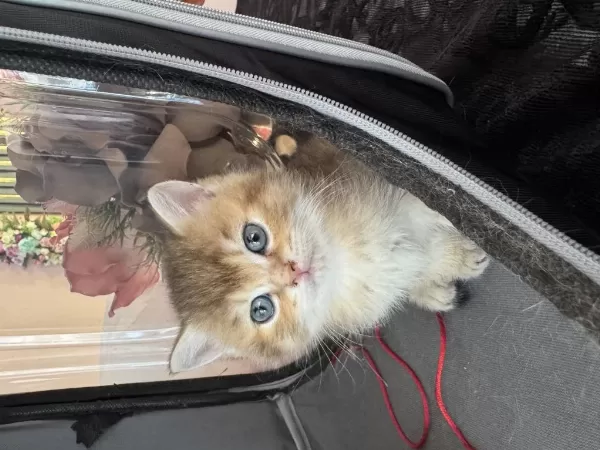 Ny12 Yavru British Longhair Sarı Renkli