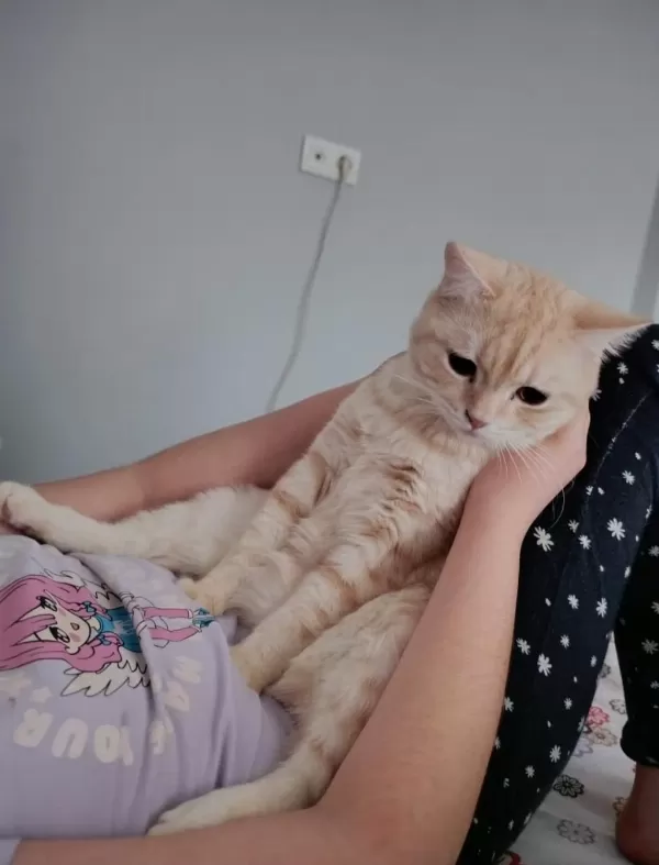 Yetişkin Dişi Kedimiz 1.5 Puan