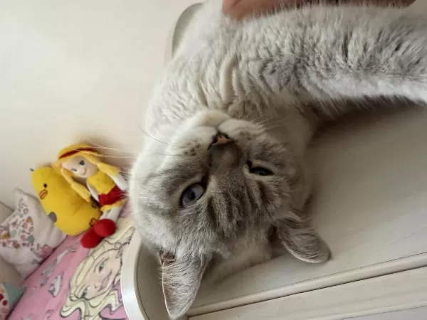 Dişi British Shorthair