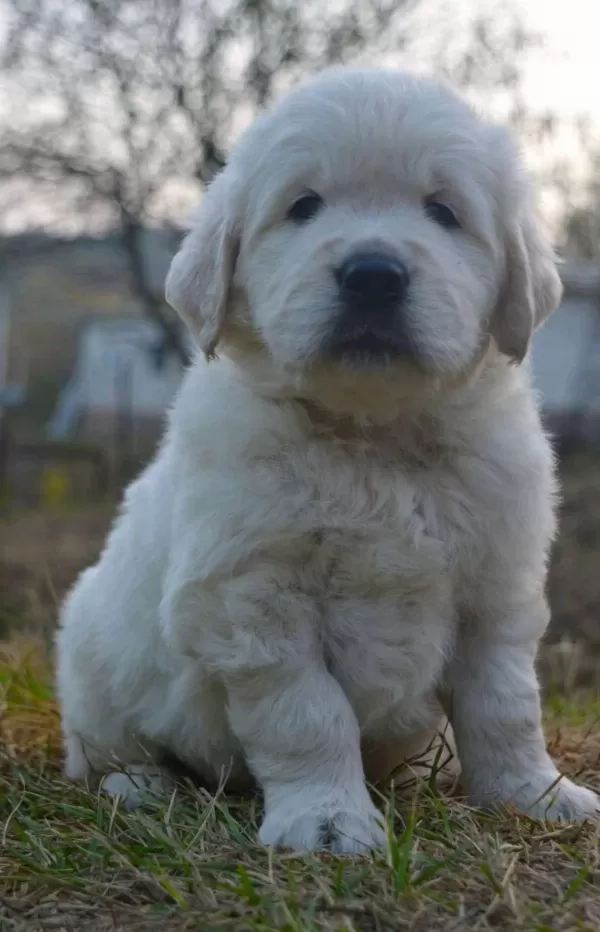 Golden Retriever Yavrular İçin Ulaşabilirsiniz