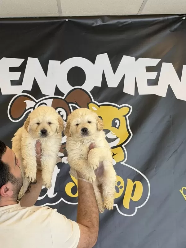 Orjinal Golden Retriewer Yavrulr Safkan Belgeli Ankara