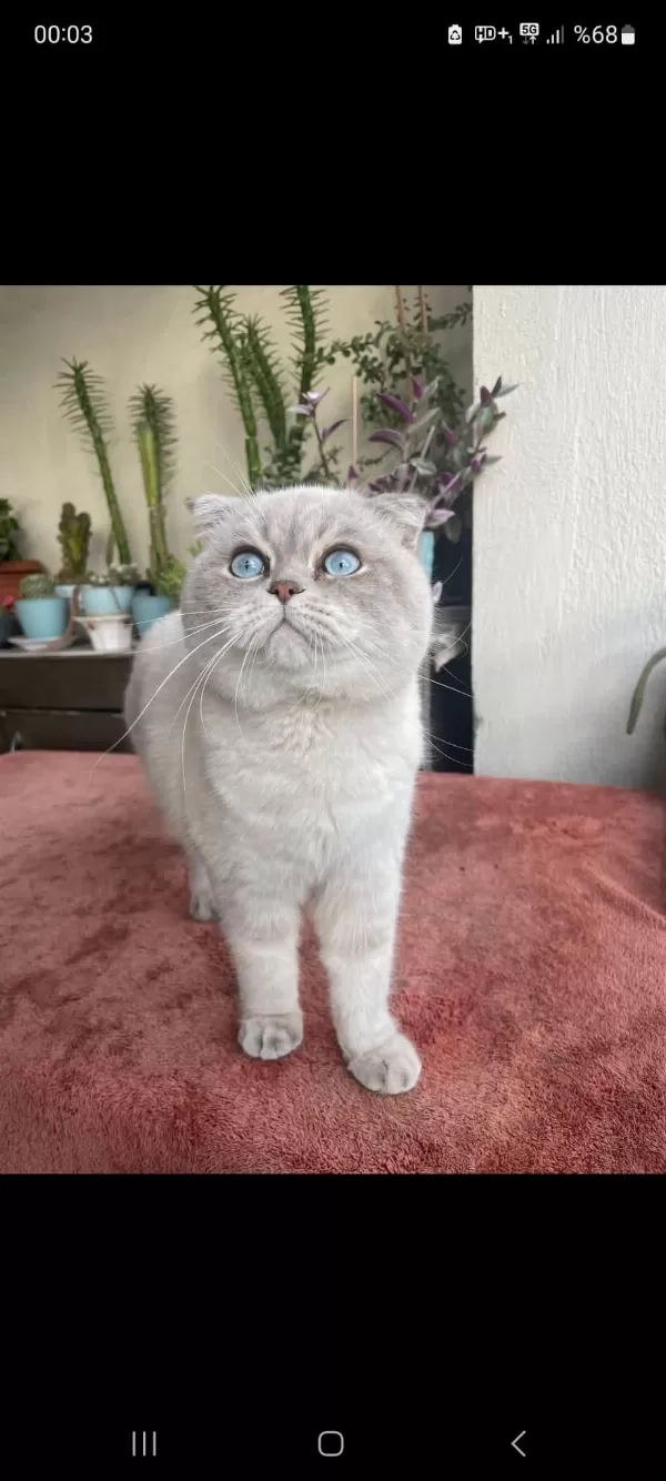 British Shorthair Kediler