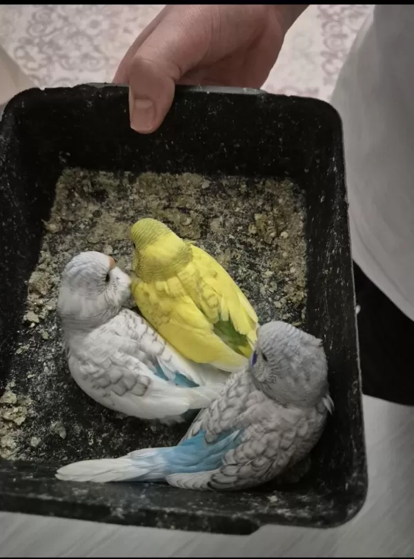 Bebek Muhabbet Kuşları