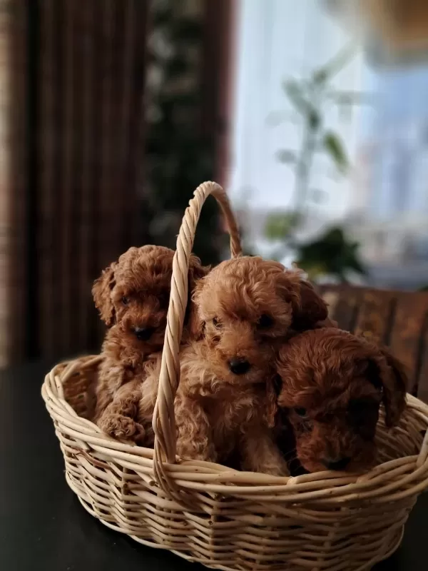 Kilo Garantili Poodle Yavrular