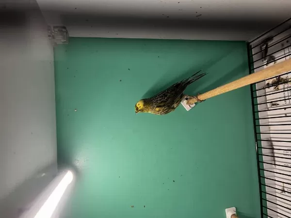 1 Erkek Ve 2 Dişi Golden Lizard Kanarya