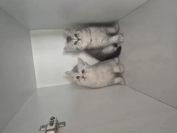 2 Aylık British Shorthair