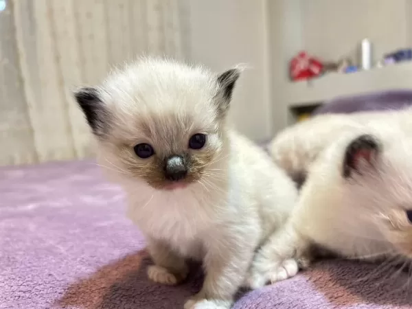 Şecere Garantili Anne Ve Baba Şampiyon Hatlardan Kediler