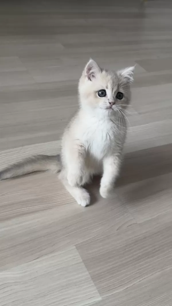Golden Gerçek Saf Kan British Shorthair