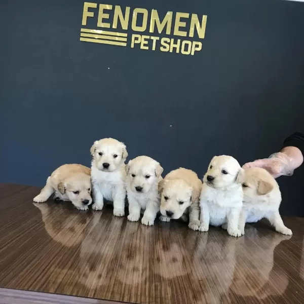 Bebek Yüz Safkan Golden Retriever Yavrularımız