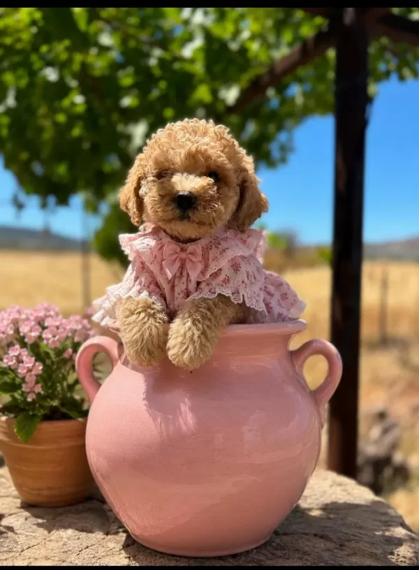 Toy Poodle Minik Şekerler