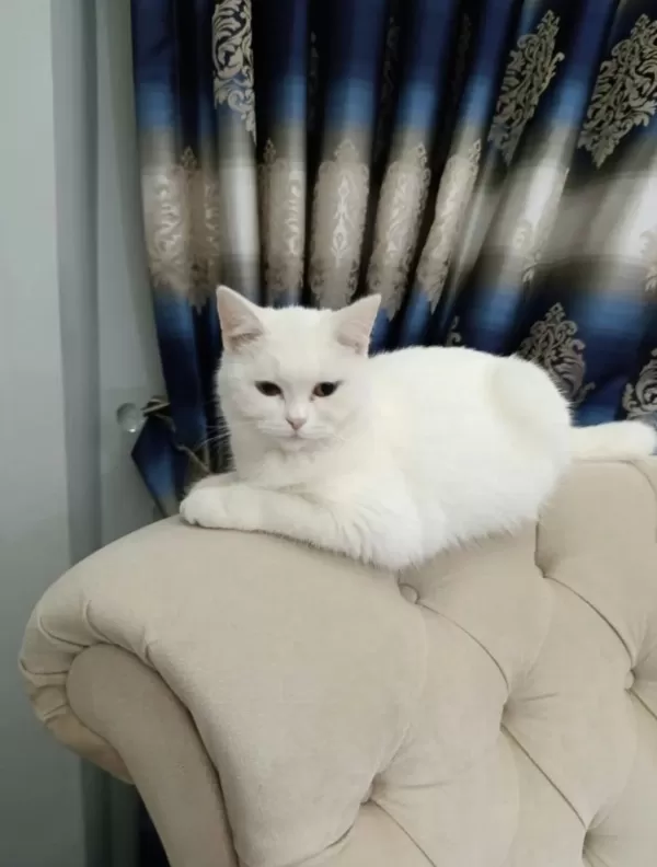 Yetişkin Dişi Kedimiz 1.5 Puan